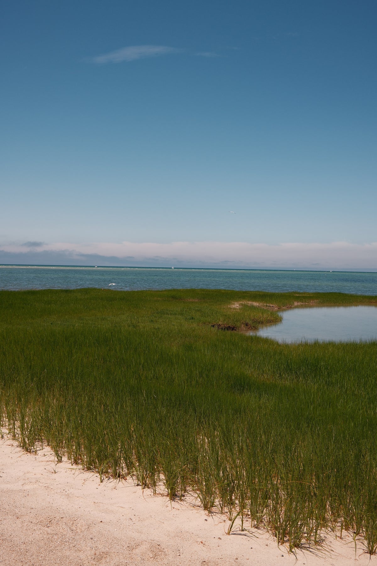 The Marsh Collection